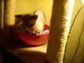 videos de Sphynx- Streaker