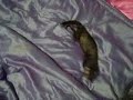 Ferret and Exercise Mat (vid 9) Ferret and Exercise Mat (vid 9)