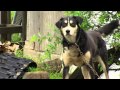 Public Health Nurse Recruitment Video- Bethel, Alaska