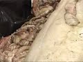 Giant squid goes on display