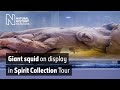 Giant squid goes on display