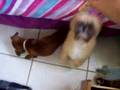 Dogs Begging Dogs Begging