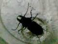 videos de Cascarudo de 10cm