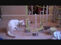 Man-Kitten v's Magnext icoaster