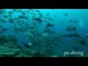 Papua New Guinea Diving(????????????????