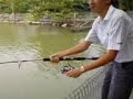 mekong cat fishing mekong cat fishing