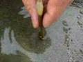 マテ貝採り（razor clam）