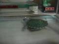videos de A Very Lonely Turtle
