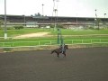 Zenyatta works at Hollywood Park, 6-13-09