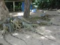 Iguana Farm - Roatan, Honduras