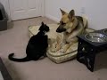 Crazy Cat Attacks Dog!
