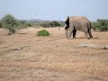 bull ellephants fighting