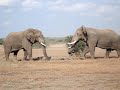 bull ellephants fighting