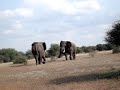 bull ellephants fighting