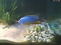 Interaction - Multies, Buescheri and Protomelas