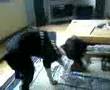 videos de Brl Chillling osso
