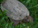 Snapping Turtle