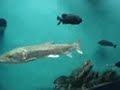 aquarium groove