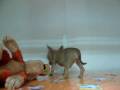 videos de Chihuahua Macho STA REF:187