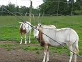 The Greater Vancouver Zoo