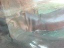 Hippos at Play