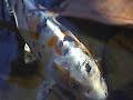 Pond Koi & Goldfish Up Close and Personal