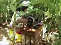 Cora Indians of Nayarit, Mexico