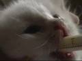 Hungry Kitten Slurp! Slurp!