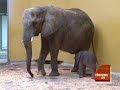 Bouncing Baby Elephants Bouncing Baby Elephants