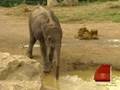 Bouncing Baby Elephants