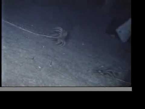 Crinoid Sea Lily Crawls!