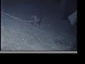 Crinoid Sea Lily Crawls! Crinoid Sea Lily Crawls!