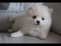 Chubbi the Puppy