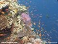 Scuba Diving in Viti Levu, Fiji- Coral Nirvana 2