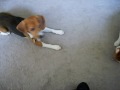 My Beagle & Cat