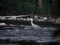 Great Blue Heron Fishing Great Blue Heron Fishing