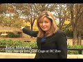 For more DC news stories go to www.katiemanning.com I saw a story about a wild deer breaking into the lion exhibit at the Smithsonian Park National Zoo on WashingtonPost.com. After watching the dramatic YouTube video, I ventured over to the zoo. Lucky for me, Fox5 was doing an interview with the zoo staff about the deer. I decided to take my chances and ask the zoo's PR representatives if they would also go on camera for me. They immediately agreed to help me. I learned that the lionesses ...