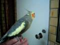 Cockatiel. Fascination with mirror :S