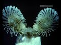 Click here to watch this video Tiny Beasts - Part 2 Self Defence