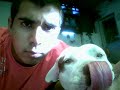 pit-bull