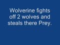 wolverine fights off 2 wolves from there kill.