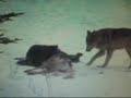 national-geographic-channel-a-man-among-wolves-trailer.html