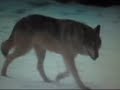 wolverine fights off 2 wolves from there kill.