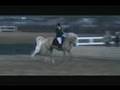 Cougaran+ Winning Sport Horse Under Saddle