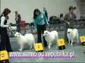 SAMOYEDS at World Dog Show 2006 Poznan Poland