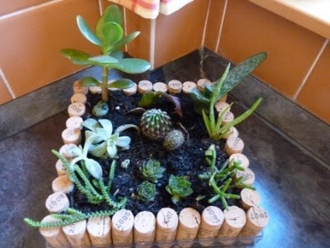 how to replant a cactus in a pot