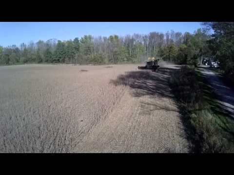 how to harvest october beans