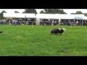 Views of Cheshire - Cheshire Game & Country Show 2008 4/5
