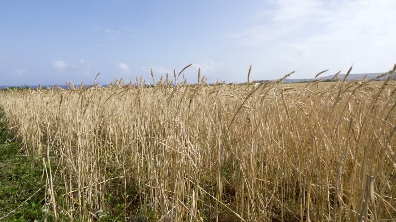 うるま市ガイドマップ「うるまいろ」 伊計島小麦畑（1）の画像