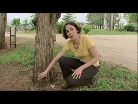 how to repair tree bark